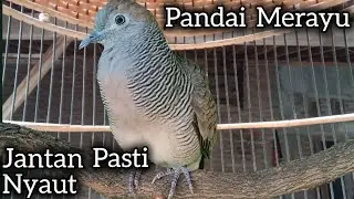 PANCINGAN PALING DISUKAI PERKUTUT BIKIN RAJIN BUNYI GACOR. 