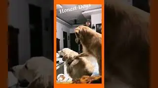 Cute Animals #short #shortvideo #honestdog #safeanimals #cuteanimals #watchingnow #2022 #dogs