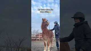 My horse every time I&rsquo;m done riding🥹 #horse #horses #pony #shetlandpony #horseriding #horselove