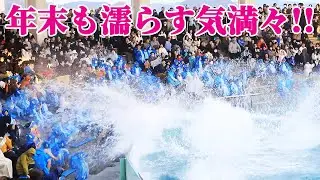 シャチ達もトレーナーさんも濡らす気満々!! 鴨川シーワールド シャチショー KamogawaSeaWorld  orca killerwhale
