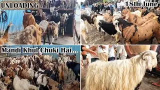 Deonar Bakra Mandi Day 1 | Sunday Morning Live Update | Goats Unloading | 18th June | 2023