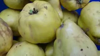 Quitten-Marmelade