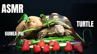 ASMR: Turtle eating strawberry