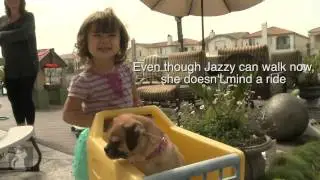 [Dogs Without Borders] Broken Legs But a Survivor's Spirit - Tails of Hope