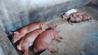 Best Breed to consider before starting a pig 🐖 farm business. 