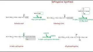 Sphingosine synthesis