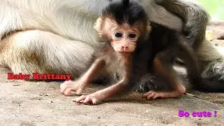 Baby Brittany is really gorgeous today, Baby Brittany improve learning to walk so good