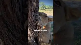 Built to Rule: Why Lion Claws Are Deadly 🐾🦁