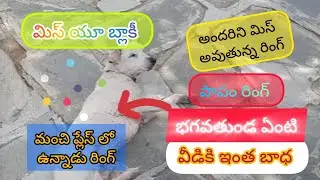 భగవంతుండా ఏంటి వీడికి ఇంత బాధ అందరిని వదిలి బాధలో #trending #news #dog #yt #pets #pet #dogs #youtube