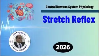 Stretch Reflex Physiology & Its Abnormalities (1-2026) by Dr Khaled A Abulfadle