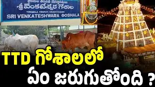 Cows sudden fatality at TTD , Tirumala tirupati devastanam Govulu Goshala cows myster explained