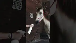 Help for horses that hate fly spray! #horsecare #horsehumanrelationship #horsecaretips