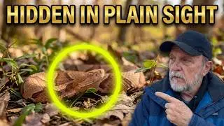 Snakes, Birds, and Forests: The Wild Truth About Powder Valley    #travelvlog