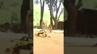 Monkey video Prank monkey #funny #monkey #monkeyvideo #animals #funnyanimal #monkeyshow #animals