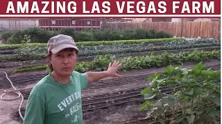 1 Acre High Intensity Micro Farm Profits using CSA Model in Las Vegas