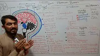Human brain parts and functions explained in Urdu and Hindi (Biology)