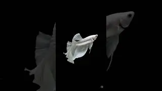 White betta fish in dark black background, swimming #shorts #ai #sora #chatgpt #openai