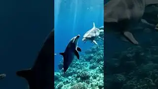 animals /Top Predator of the Ocean 🌊 | Real Animal Documentary