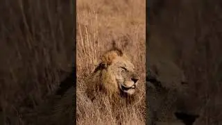 Southern Avoca Male Lion still with Kruger Male | #lion #shorts #animals #viralshorts