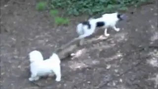 Pecas, Sophie and Snowy at Cordonices Creek April 1 2011