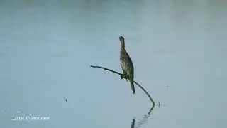 🌾 Keshopur-Miani Conservation Reserve | Punjab&rsquo;s Paradise for Nature & Bird Lovers 🐦