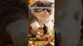CHICKEN WANTS TO TAKE A NAP. #shortvideo #animals
