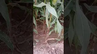 Maze crop in Pakistan #agriculture #shorts #maze