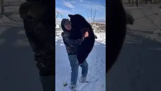 Спят ли медведи всю зиму? #шорты #животные #крутыеживотные
