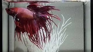 Betta Fish Show: Everyday Betta Fish Life #38