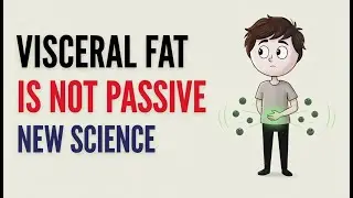When Visceral Fat Breaks Down, Your Body Changes in Ways No One Tells You