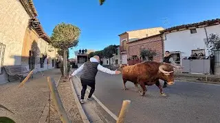 Pollos VA 2024 TOROS DE SAN NICOLAS
