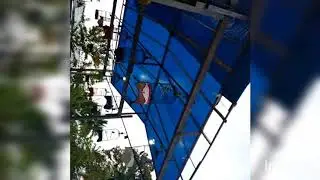 Ternyata ini rahasia makanan love bird Letus sebelum gantang.,
