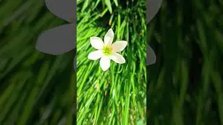 #lilly #cinematic #naturecinematic #cinematography #naturefilm #cinematicbackground #sunset #drone