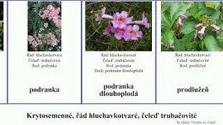 Krytosemenn&eacute;, ř&aacute;d hluchavkotvar&eacute;, čeleď trubačovit&eacute; pandora angiosperms katalpa křivou&scaron; podranka