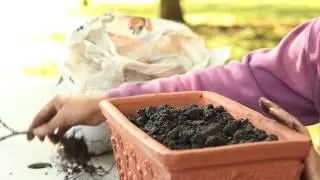 How to Repot Geraniums : Geranium Gardening