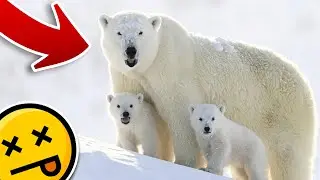 7 Important Animals That Will Go Extinct Because Of Climate Change