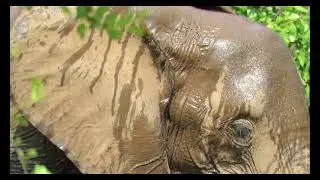 Elephants at the Water Hole