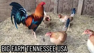 Big Farm Tennessee USA Feeding Time Shape Outdoor Chicken Coop Xavier Rodriguez Farm