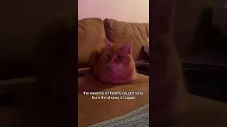 The greatest mystery about owning cats