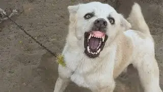 Angry Dog Barking Loudly 🐕🔥