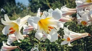 Lily &ndash; Family Plot