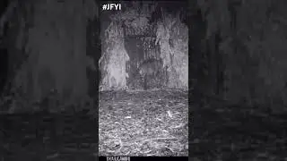 Into the Wild's Embrace: Capturing the Elusive Leopard in Bone Sesachalam Forest 🌳🐆 #viral #shorts