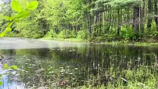 Nature Sounds - Rutland MA in May