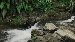 Natural Forest Ambience to help Better Sleep, Relaxation & Cognitive Performance