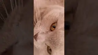 #хочуврекомендации #slimestory #catfunny #подпишись #slimestorytime #dance #catvideos #roblox #shuff
