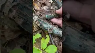 The Green elf cup.  A fungus that can create a blue/green color  in wood #greenelfcup #mycology