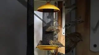 Pine Siskins Feeding on Nyjer From a Stokes Select Finch Screen Feeder