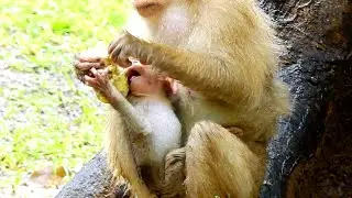 Ooh Pity Rex So Hungry! Baby Rex Wanna Eating Corn With Rose While It's Raining! Rex So Cold!