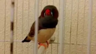 Casal passaros Mandarins cantando