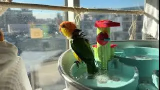 2026/01/09シロハラ水浴び